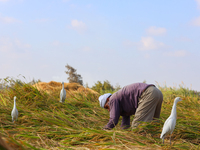 Farmers gather to harvest rice during the Egyptian rice harvest season, which starts from mid-August to the end of October, in Sharkia Gover...