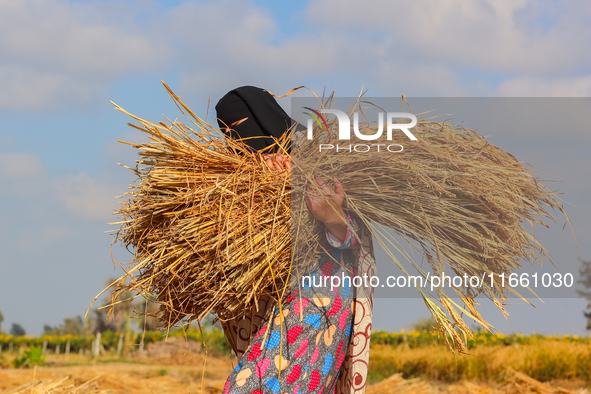 Farmers gather to harvest rice during the Egyptian rice harvest season, which starts from mid-August to the end of October, in Sharkia Gover...