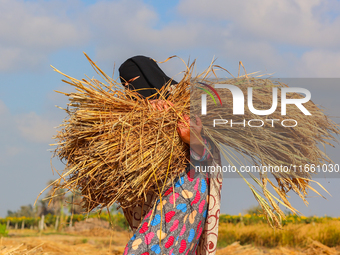 Farmers gather to harvest rice during the Egyptian rice harvest season, which starts from mid-August to the end of October, in Sharkia Gover...