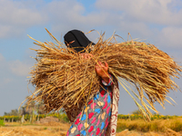 Farmers gather to harvest rice during the Egyptian rice harvest season, which starts from mid-August to the end of October, in Sharkia Gover...