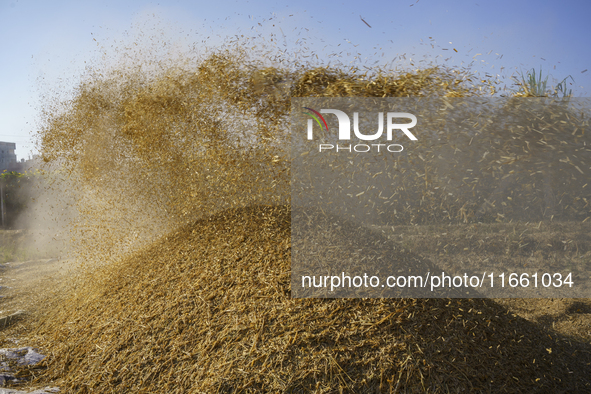 Farmers gather to harvest rice during the Egyptian rice harvest season, which starts from mid-August to the end of October, in Sharkia Gover...