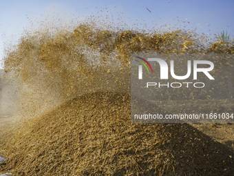 Farmers gather to harvest rice during the Egyptian rice harvest season, which starts from mid-August to the end of October, in Sharkia Gover...