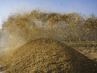 Farmers gather to harvest rice during the Egyptian rice harvest season, which starts from mid-August to the end of October, in Sharkia Gover...