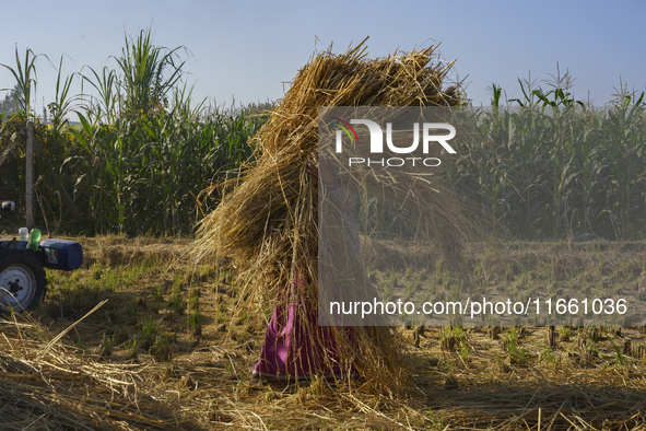 Farmers gather to harvest rice during the Egyptian rice harvest season, which starts from mid-August to the end of October, in Sharkia Gover...