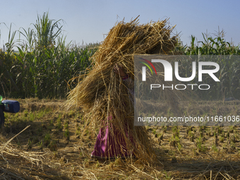 Farmers gather to harvest rice during the Egyptian rice harvest season, which starts from mid-August to the end of October, in Sharkia Gover...