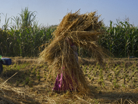 Farmers gather to harvest rice during the Egyptian rice harvest season, which starts from mid-August to the end of October, in Sharkia Gover...