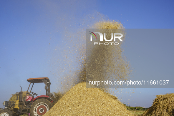 Farmers gather to harvest rice during the Egyptian rice harvest season, which starts from mid-August to the end of October, in Sharkia Gover...