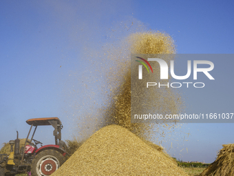 Farmers gather to harvest rice during the Egyptian rice harvest season, which starts from mid-August to the end of October, in Sharkia Gover...