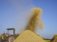 Farmers gather to harvest rice during the Egyptian rice harvest season, which starts from mid-August to the end of October, in Sharkia Gover...