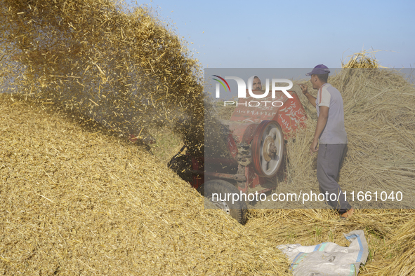 Farmers gather to harvest rice during the Egyptian rice harvest season, which starts from mid-August to the end of October, in Sharkia Gover...