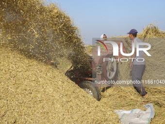 Farmers gather to harvest rice during the Egyptian rice harvest season, which starts from mid-August to the end of October, in Sharkia Gover...