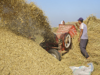 Farmers gather to harvest rice during the Egyptian rice harvest season, which starts from mid-August to the end of October, in Sharkia Gover...