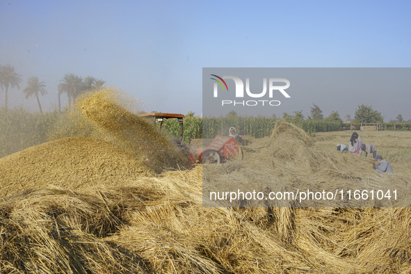 Farmers gather to harvest rice during the Egyptian rice harvest season, which starts from mid-August to the end of October, in Sharkia Gover...