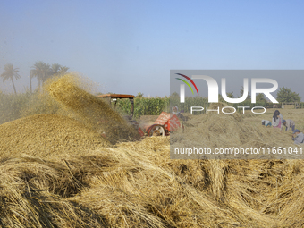 Farmers gather to harvest rice during the Egyptian rice harvest season, which starts from mid-August to the end of October, in Sharkia Gover...