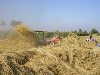 Farmers gather to harvest rice during the Egyptian rice harvest season, which starts from mid-August to the end of October, in Sharkia Gover...