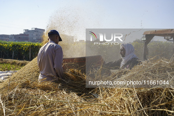 Farmers gather to harvest rice during the Egyptian rice harvest season, which starts from mid-August to the end of October, in Sharkia Gover...