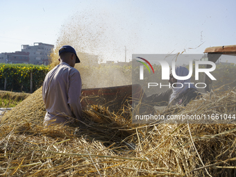 Farmers gather to harvest rice during the Egyptian rice harvest season, which starts from mid-August to the end of October, in Sharkia Gover...