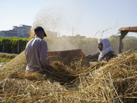 Farmers gather to harvest rice during the Egyptian rice harvest season, which starts from mid-August to the end of October, in Sharkia Gover...