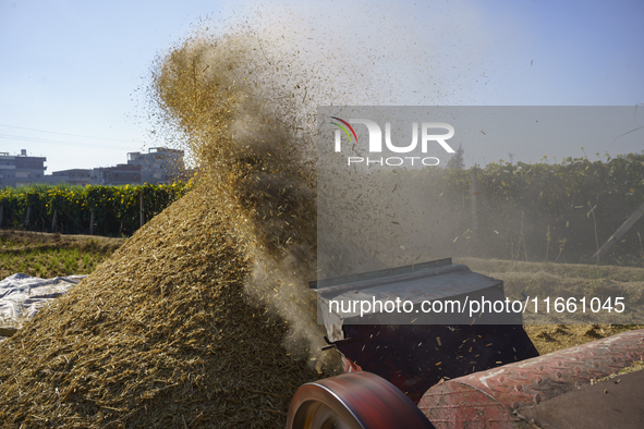 Farmers gather to harvest rice during the Egyptian rice harvest season, which starts from mid-August to the end of October, in Sharkia Gover...