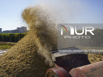 Farmers gather to harvest rice during the Egyptian rice harvest season, which starts from mid-August to the end of October, in Sharkia Gover...