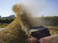 Farmers gather to harvest rice during the Egyptian rice harvest season, which starts from mid-August to the end of October, in Sharkia Gover...