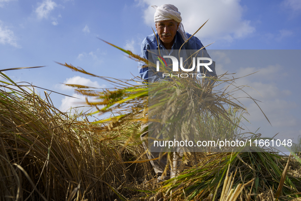 Farmers gather to harvest rice during the Egyptian rice harvest season, which starts from mid-August to the end of October, in Sharkia Gover...