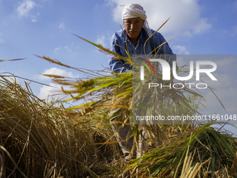 Farmers gather to harvest rice during the Egyptian rice harvest season, which starts from mid-August to the end of October, in Sharkia Gover...