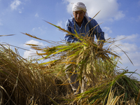 Farmers gather to harvest rice during the Egyptian rice harvest season, which starts from mid-August to the end of October, in Sharkia Gover...