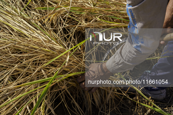 Farmers gather to harvest rice during the Egyptian rice harvest season, which starts from mid-August to the end of October, in Sharkia Gover...