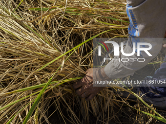 Farmers gather to harvest rice during the Egyptian rice harvest season, which starts from mid-August to the end of October, in Sharkia Gover...