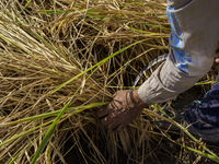 Farmers gather to harvest rice during the Egyptian rice harvest season, which starts from mid-August to the end of October, in Sharkia Gover...