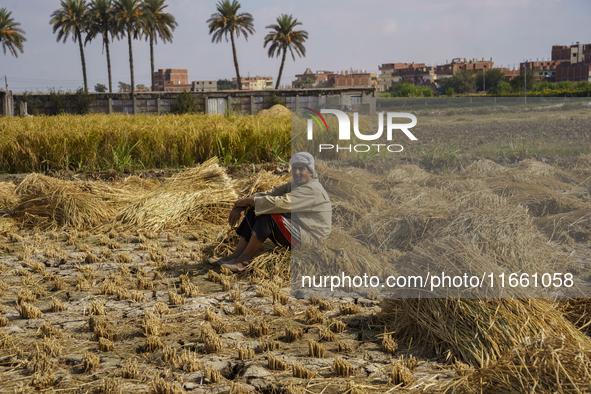 Farmers gather to harvest rice during the Egyptian rice harvest season, which starts from mid-August to the end of October, in Sharkia Gover...