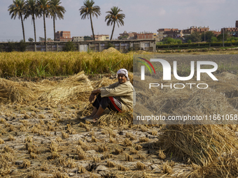 Farmers gather to harvest rice during the Egyptian rice harvest season, which starts from mid-August to the end of October, in Sharkia Gover...