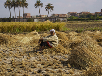 Farmers gather to harvest rice during the Egyptian rice harvest season, which starts from mid-August to the end of October, in Sharkia Gover...