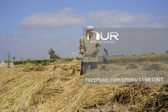 Farmers gather to harvest rice during the Egyptian rice harvest season, which starts from mid-August to the end of October, in Sharkia Gover...