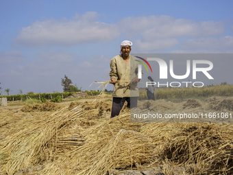 Farmers gather to harvest rice during the Egyptian rice harvest season, which starts from mid-August to the end of October, in Sharkia Gover...