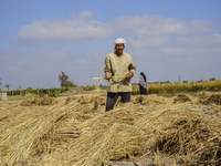 Farmers gather to harvest rice during the Egyptian rice harvest season, which starts from mid-August to the end of October, in Sharkia Gover...