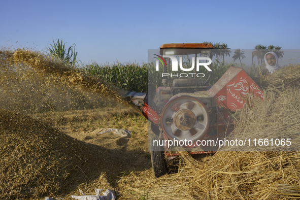 Farmers gather to harvest rice during the Egyptian rice harvest season, which starts from mid-August to the end of October, in Sharkia Gover...