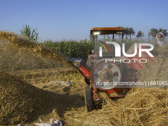 Farmers gather to harvest rice during the Egyptian rice harvest season, which starts from mid-August to the end of October, in Sharkia Gover...