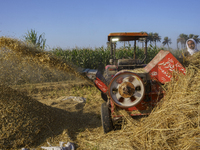 Farmers gather to harvest rice during the Egyptian rice harvest season, which starts from mid-August to the end of October, in Sharkia Gover...