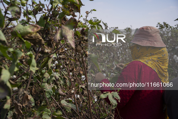 Farmers gather to harvest cotton during the Egyptian cotton harvest season, which runs from September to November with slight differences in...