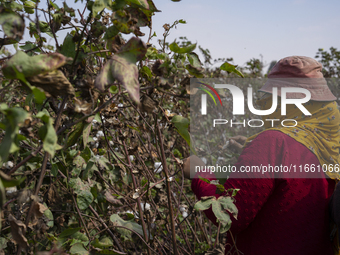 Farmers gather to harvest cotton during the Egyptian cotton harvest season, which runs from September to November with slight differences in...