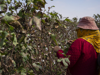 Farmers gather to harvest cotton during the Egyptian cotton harvest season, which runs from September to November with slight differences in...