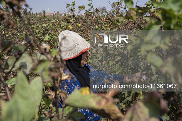 Farmers gather to harvest cotton during the Egyptian cotton harvest season, which runs from September to November with slight differences in...