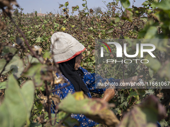 Farmers gather to harvest cotton during the Egyptian cotton harvest season, which runs from September to November with slight differences in...