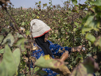 Farmers gather to harvest cotton during the Egyptian cotton harvest season, which runs from September to November with slight differences in...