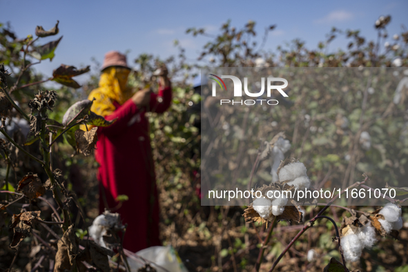 Farmers gather to harvest cotton during the Egyptian cotton harvest season, which runs from September to November with slight differences in...