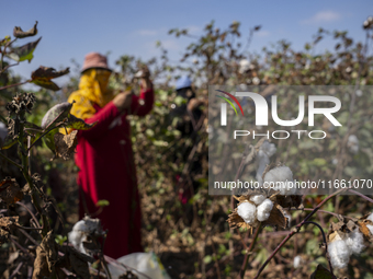 Farmers gather to harvest cotton during the Egyptian cotton harvest season, which runs from September to November with slight differences in...