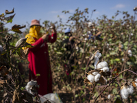 Farmers gather to harvest cotton during the Egyptian cotton harvest season, which runs from September to November with slight differences in...