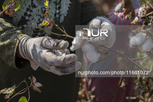 Farmers gather to harvest cotton during the Egyptian cotton harvest season, which runs from September to November with slight differences in...